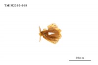 藏品(雙斑黃毒蛾)的圖片